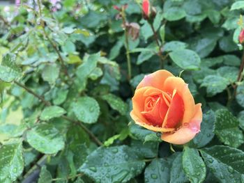 Close-up of red rose