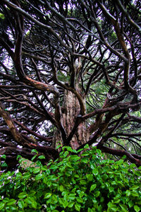 Low angle view of trees