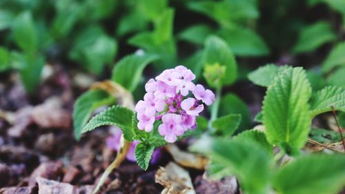 Close-up of pink flowering plant
