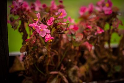 Close-up of pink flowering plant