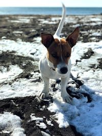 Close-up portrait of dog on beach