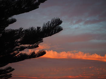 Scenic view of tree against sky during sunset