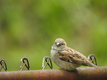 Close-up of bird perching on a metal fence