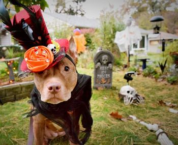 Dog with hat and black scraf with halloween decorations 