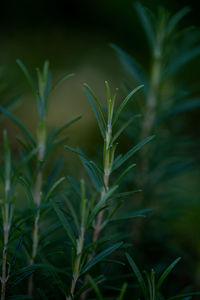 Close-up of crops growing on field