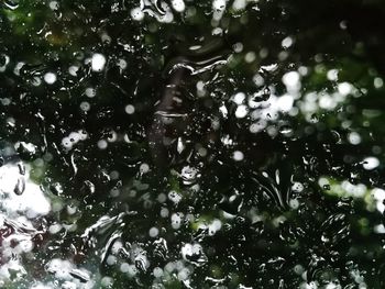 Close-up of water drops on tree