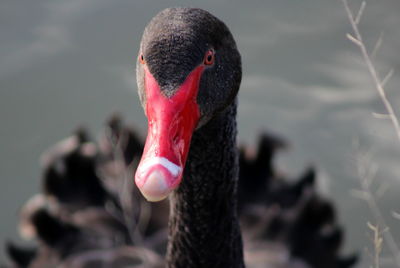 Close-up of swan