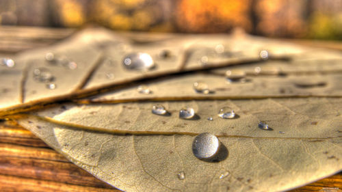 Close-up of drops on autumn leaf