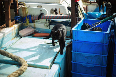 Cat in the fishing village 