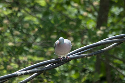 Close-up of bird perching on tree