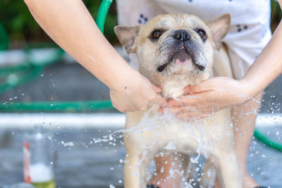 Cute french bulldog taking a bath outdoor.