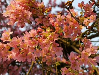 Close-up of pink cherry blossoms in spring