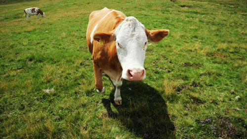 Cow on grassy field