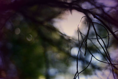 Close-up of wet plant
