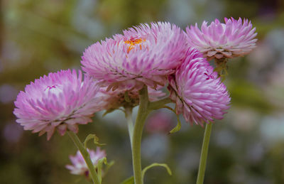 Close-up of pink flowering plant