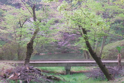 Purple flower tree by water