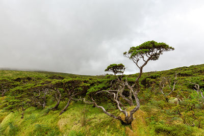 Tree on field against sky