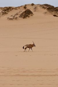 Deer standing on sand at desert