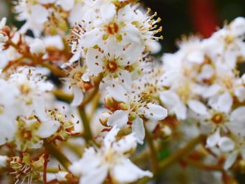 Close-up of white flowers blooming on tree