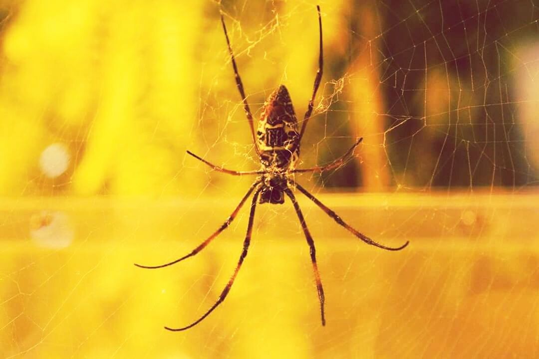 animals in the wild, insect, one animal, animal themes, wildlife, close-up, spider, spider web, spinning, focus on foreground, nature, web, day, beauty in nature, zoology, no people