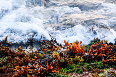 Close-up of water in winter