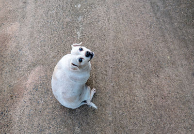 An older dog, a fat dog on the cement floor, a fractious dog.