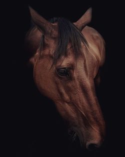 Close-up of a horse