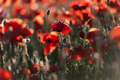 field of red