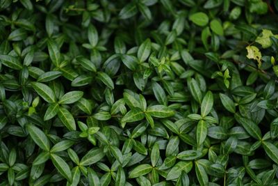 Full frame shot of green leaves