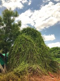 Low angle view of trees against sky