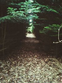 Trees in forest