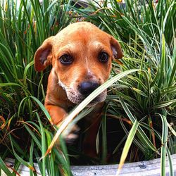 Portrait of dog in grass