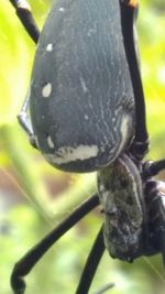 Close-up of turtle on tree