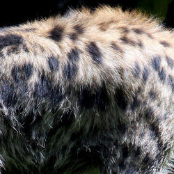 Close-up of an animal