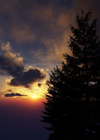 Low angle view of silhouette tree against sky during sunset