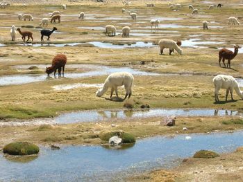 Flock of sheep grazing in water