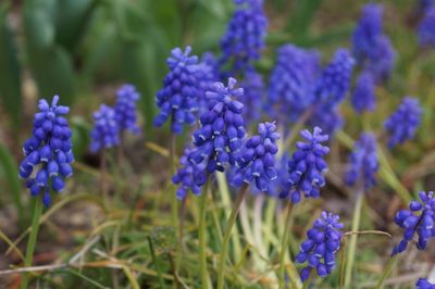 Close-up of purple flowers blooming outdoors