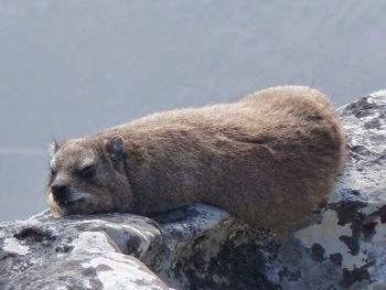 Cat on rock