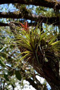 Low angle view of pine tree