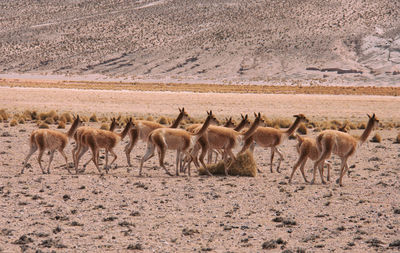 Flock of sheep in a field