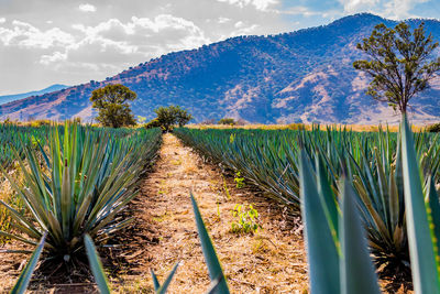 Mexican agave landscape against a mountain and the sky, trail between straight lines of blue agave