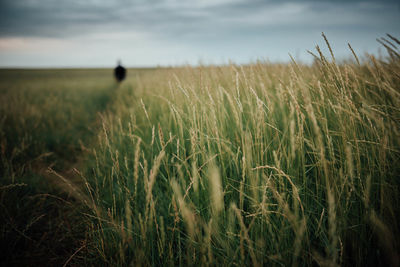 Close-up of wheat field against sky