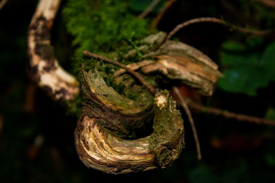 Close-up of rusty metal in forest