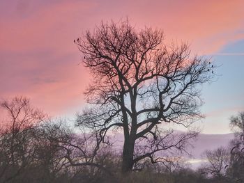 Low angle view of tree against sunset sky