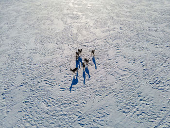 High angle view of people skiing on snowy field
