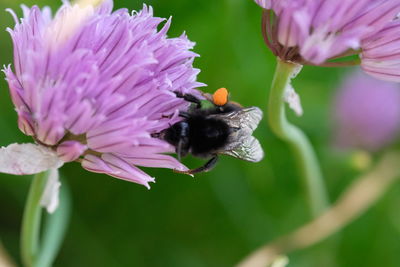 Close-up of bee pollinating on pink flower