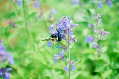 Close-up of bee pollinating on flower