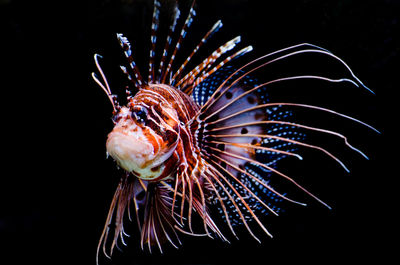 Close-up of lionfish against black background