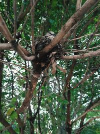 Low angle view of squirrel on tree in forest