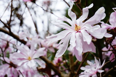 Close-up of pink flowers